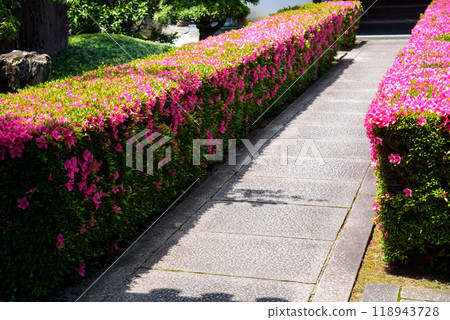 Stone pavement with azalea blooming Stone pavement with azalea blooming 118943728