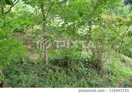 Kyoto Kitayama・Himura ruins 118943783