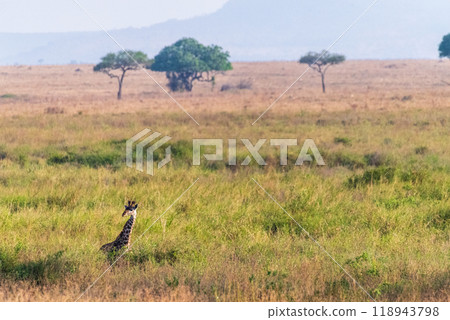 Masai Giraffe in the Serengeti 118943798