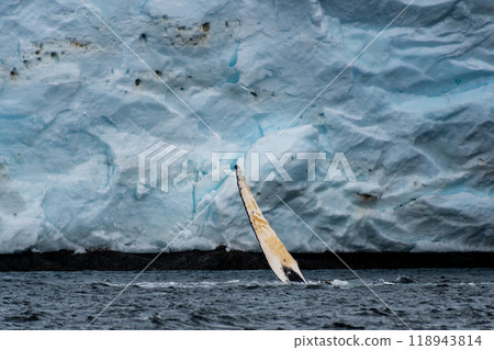 Lateral fin of a Humpback Whale 118943814