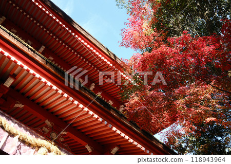 Shrine gate and autumn leaves 118943964