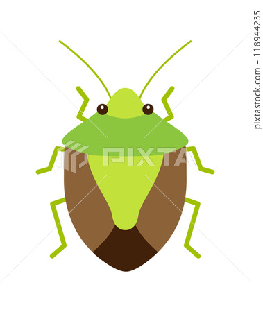 Illustration of a green and brown stink bug (German winged stink bug) 118944235