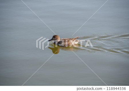 Duck swimming in the pond Duck swimming in the pond 118944336