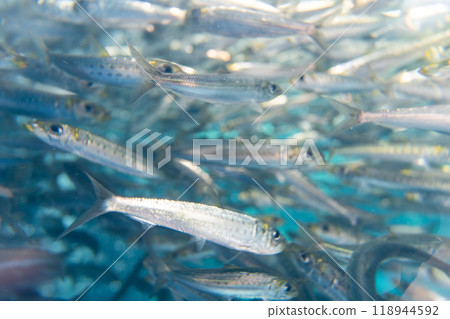 海藍寶福島沙丁魚群橫身 海藍寶福島沙丁魚群橫身 118944592