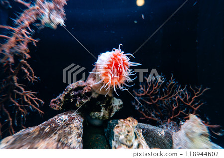 Sea anemones at Aquamarine Fukushima Sea anemones at Aquamarine Fukushima 118944602