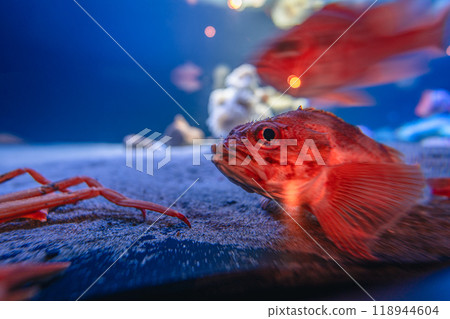 Rockfish at Aquamarine Fukushima Rockfish at Aquamarine Fukushima 118944604