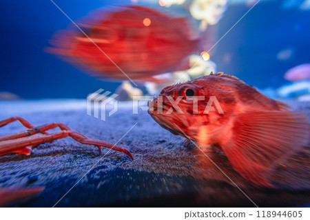 Rockfish at Aquamarine Fukushima 118944605