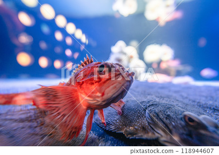 海藍寶石福島石斑魚 118944607