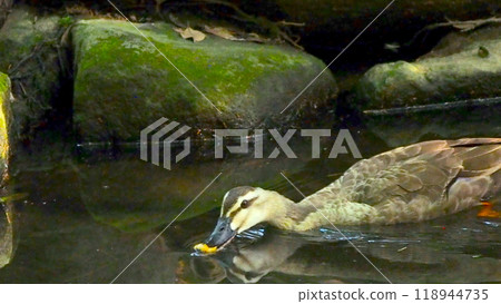 鴨子在水里游泳 鴨子在水里游泳 118944735