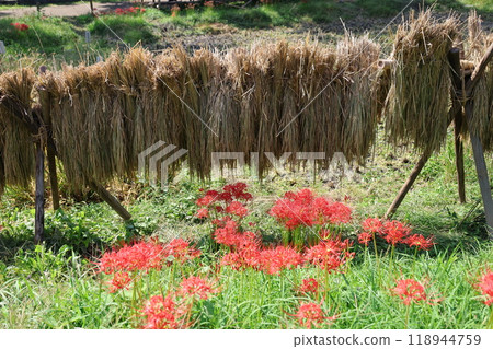 The rice harvest is over, and red spider lilies are blooming on the edges of the fields. The rice harvest is over, and red spider lilies are blooming on the edges of the fields. 118944759