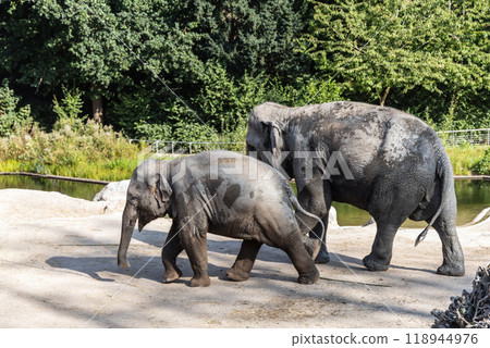 The elephant and her baby elephant are walking together 118944976