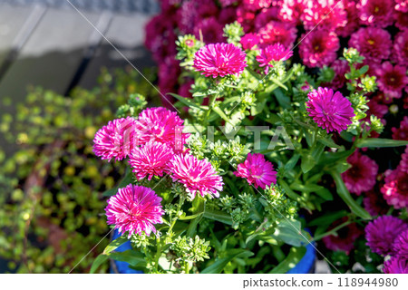 Background with beautiful autumn flowers asters 118944980