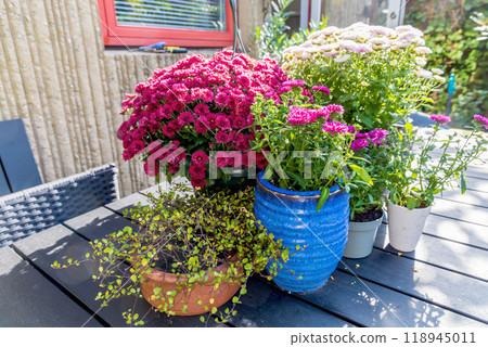 Background with beautiful autumn flowers asters Background with beautiful autumn flowers asters 118945011