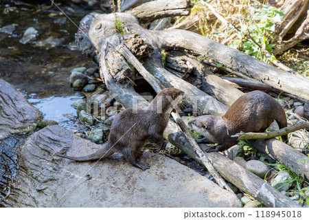 Two otters together catch fish by the stream Two otters together catch fish by the stream 118945018