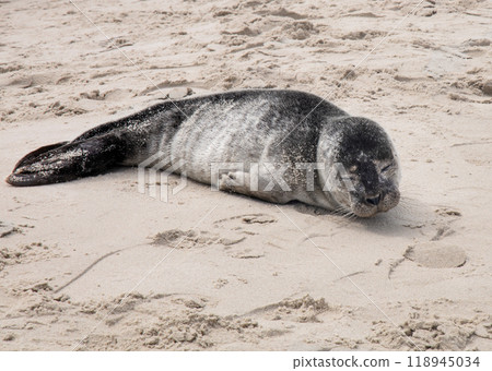 Seal on the sand on the shore of the North sea. Seal on the sand on the shore of the North sea. 118945034