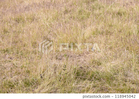 Summer drought. Dry grass. Summer without rain. Summer drought. Dry grass. Summer without rain. 118945042
