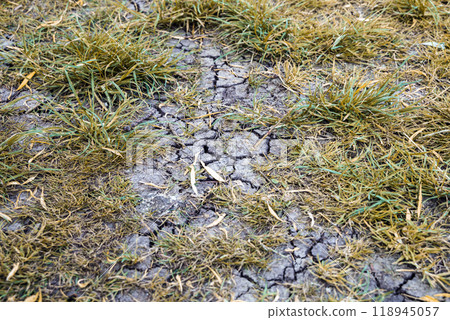 Summer without rain. Cracked earth from drought and som green grass. 118945057