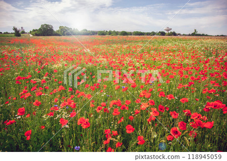 Beautiful green field with red poppy flowers. 118945059