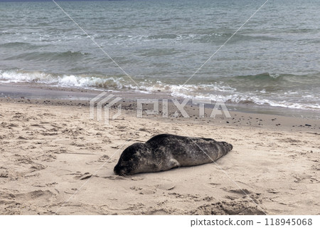 Seal on the sand on the shore of the North sea. Seal on the sand on the shore of the North sea. 118945068