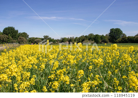 Rapeseed fields panorama. Blooming yellow canola flower meadows. 118945119