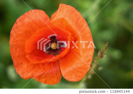 One beautiful red poppy flower, closw-up 118945144
