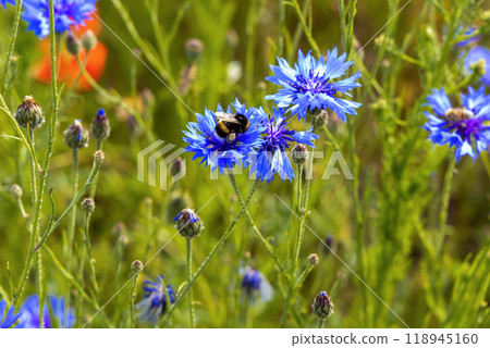 Blue wild flowers cornflowers growing on the field and a bumblebee. 118945160