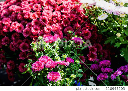 Background with beautiful autumn flowers asters 118945203