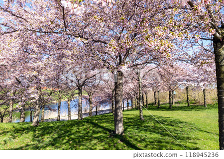 Cherry Blossom in Langelinie park on a beautiful spring day. Sakura festival in Copenhagen Cherry Blossom in Langelinie park on a beautiful spring day. Sakura festival in Copenhagen 118945236