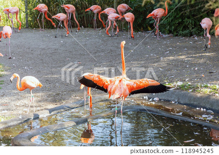 A flock of pink flamingo birds in the park A flock of pink flamingo birds in the park 118945245