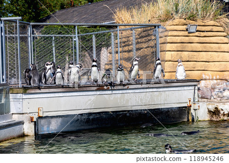 A group of cute penguins standing in a line A group of cute penguins standing in a line 118945246