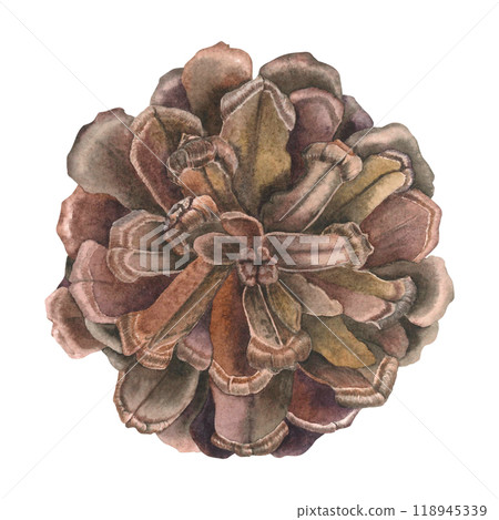 Watercolor illustration of pinecone. Drawing of botanical winter element on isolated background for creating a festive decor, holiday cards, invitations, posters, websites. Part of evergreen tree. 118945339