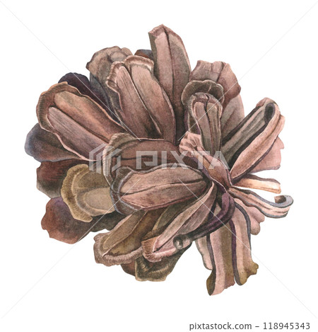 Watercolor illustration of pinecone. Drawing of botanical winter element on isolated background for creating a festive decor, holiday cards, invitations, posters, websites. Part of evergreen tree. 118945343