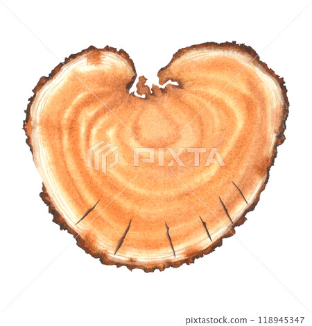 Cross section view of round piece of wood with brown and white annual rings. Hand drawn watercolor illustration of tree trunk cuts isolated on background. Natural background for text, prints, design. Cross section view of round piece of wood with brown and white annual rings. Hand drawn watercolor illustration of tree trunk cuts isolated on background. Natural background for text, prints, design. 118945347