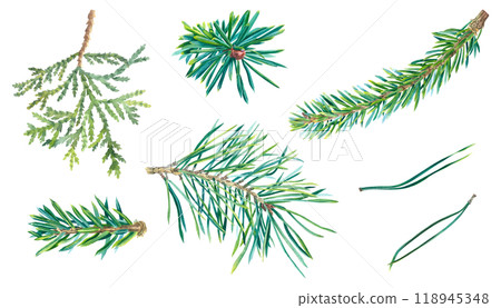 Watercolor set of coniferous twigs and needles. Hand drawn watercolor illustration of spruce, pine, fir, thuja isolated on background. Botanical decoration for 2025 new year. For greeting cards. 118945348