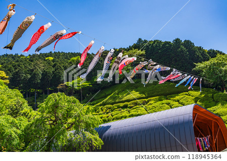 [Shizuoka Prefecture] Carp streamers fly at Himenosawa Park in Atami 118945364