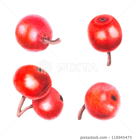 Watercolor Christmas red berries of ilex. Hand drawn illustration on isolated background. Drawing of festive New Year plant. Winter Natural Decoration for greeting cards, holiday invitation. 118945473