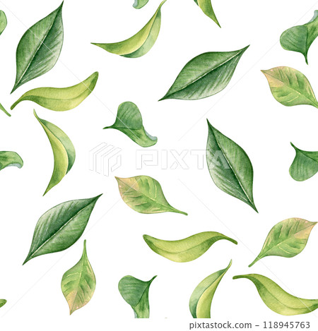 Tea leaf watercolor seamless pattern isolated on white. Green leaves botanical art hand drawn by pattern background. Greenery painted on repeated print. Foliate design for textile, package, wallpaper. Tea leaf watercolor seamless pattern isolated on white. Green leaves botanical art hand drawn by pattern background. Greenery painted on repeated print. Foliate design for textile, package, wallpaper. 118945763
