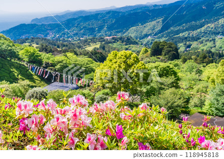 [Shizuoka Prefecture] Atami Himenosawa Park where azaleas are in full bloom 118945818