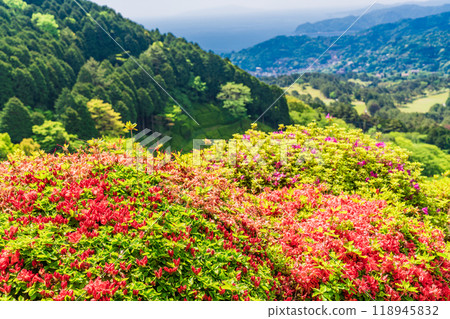 [靜岡縣] 杜鵑花盛開的熱海姬之澤公園 118945832