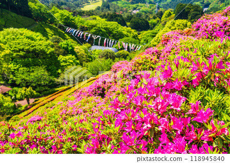 [Shizuoka Prefecture] Atami Himenosawa Park where azaleas are in full bloom 118945840