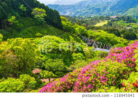 [Shizuoka Prefecture] Atami Himenosawa Park where azaleas are in full bloom 118945841