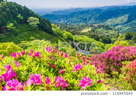 [Shizuoka Prefecture] Atami Himenosawa Park where azaleas are in full bloom 118945843
