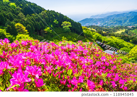[Shizuoka Prefecture] Atami Himenosawa Park where azaleas are in full bloom 118945845