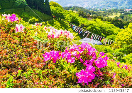 [Shizuoka Prefecture] Atami Himenosawa Park where azaleas are in full bloom 118945847