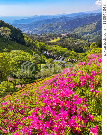 [Shizuoka Prefecture] Atami Himenosawa Park where azaleas are in full bloom 118945848