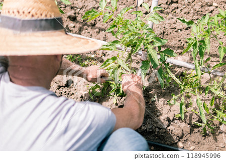 Gardener Tending Plants in Sunny Garden Gardener Tending Plants in Sunny Garden 118945996
