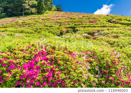 [靜岡縣] 杜鵑花盛開的熱海姬之澤公園 118946003
