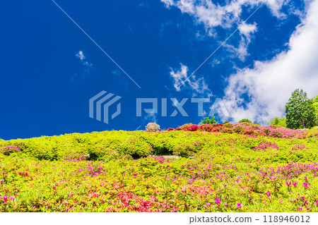 [Shizuoka Prefecture] Atami Himenosawa Park where azaleas are in full bloom 118946012