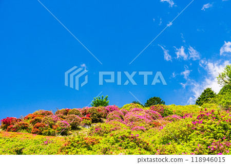 [Shizuoka Prefecture] Atami Himenosawa Park where azaleas are in full bloom 118946015