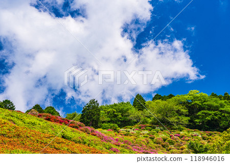 [靜岡縣] 杜鵑花盛開的熱海姬之澤公園 118946016